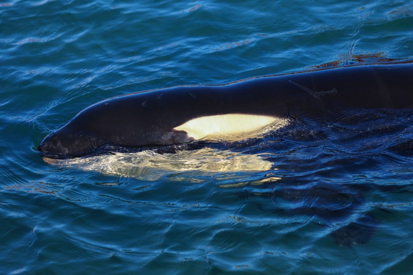 [VIRAL] Video of World's Loneliest Orca Saddens Viewers as Lolita Swims in Depressing Pattern