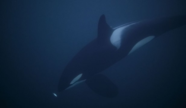 [VIRAL] Video of World's Loneliest Orca Saddens Viewers as Lolita Swims in Depressing Pattern
