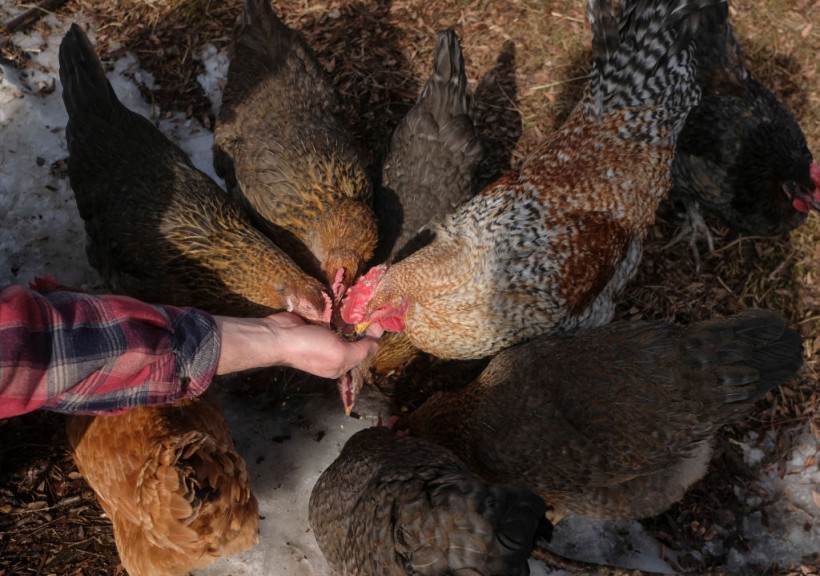 Bird Flu Could Lead to Next Pandemic; Mutations Could Allow H5N1 Strains to Infect Humans