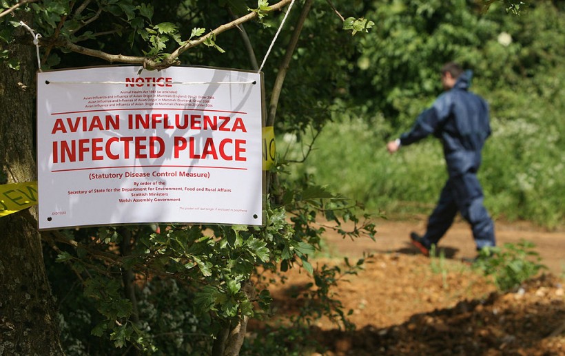 Bird Flu Could Lead to Next Pandemic; Mutations Could Allow H5N1 Strains to Infect Humans