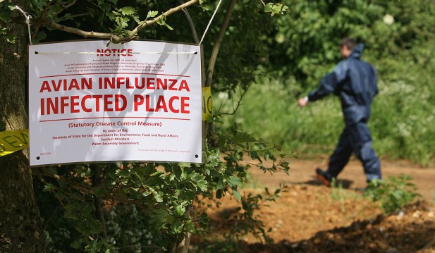 World Health Organization Warns About a New Strain of Bird Flu Jumping to Humans