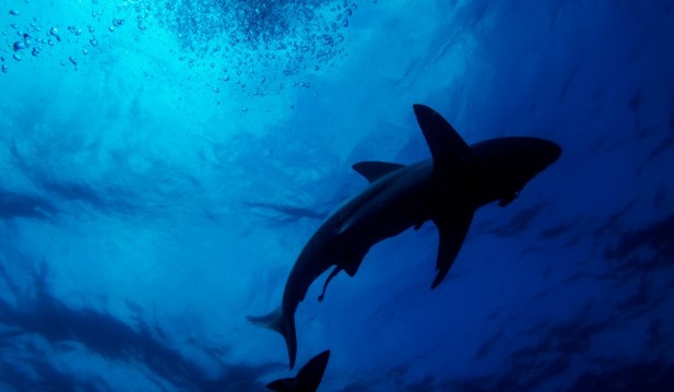Humans 300x Deadlier Than Sharks! Scientists Finally Put More Specific Figures