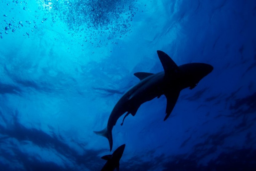 Humans 300x Deadlier Than Sharks! Scientists Finally Put More Specific Figures