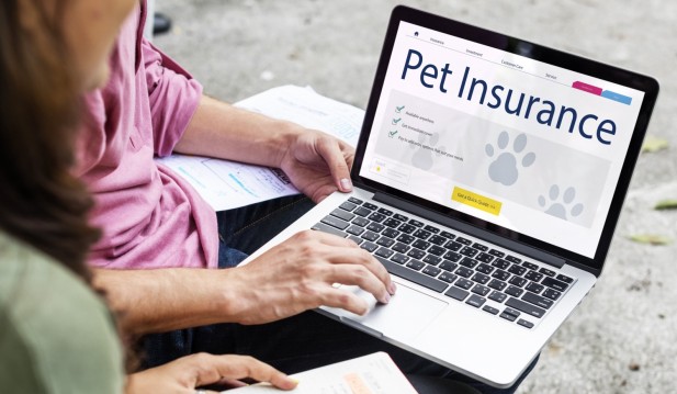 Pet Insurance Igloo