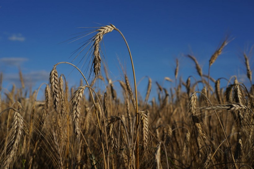 Russia's Grain Deal Termination Leads to Wheat Price Hikes; Here's Why Other Nations Should be Worried