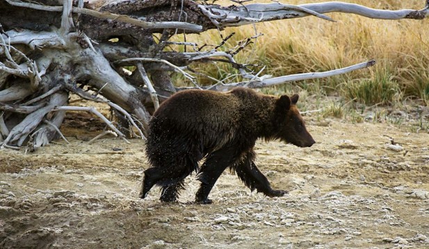 Bear Yellowstone Park