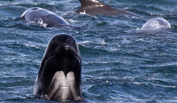 Pilot Whales Found Dead in Western Australia Coastline in Suspected Mass Stranding