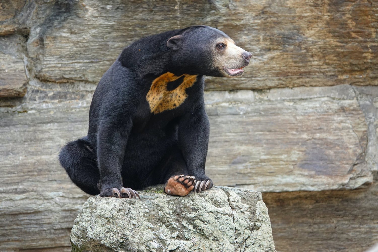 China: Zoo Reacts to Claims That Viral Black Bear Is Really Human in ...