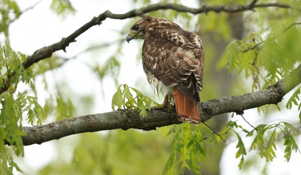 Texas Woman Gets Injured After Hawk Drops Snake During Her Lawn Work