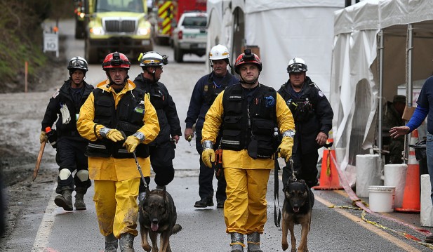 How Cadaver Dogs Help in Hawaii Wildfires; Here's Why Maui Officials Rely on Them 