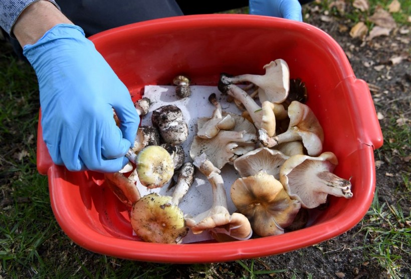death cap and ghost fungus mushrooms
