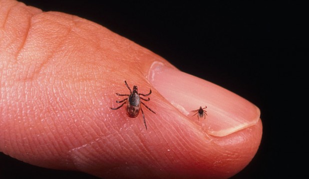 Rhode Island: Tick-Borne Disease Kills 80-Year-Old Woman; What to Know About Powassan Virus