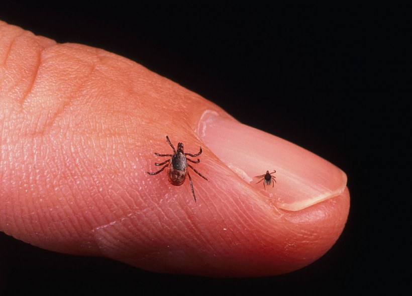 Rhode Island: Tick-Borne Disease Kills 80-Year-Old Woman; What to Know About Powassan Virus