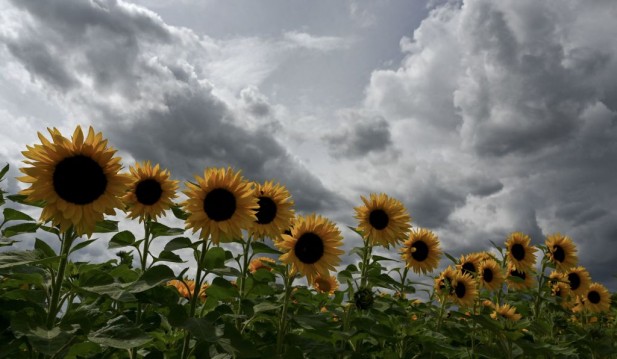 No Nudes, Please: UK Sunflower Farm Urges Visitors Not to Do Naked Poses