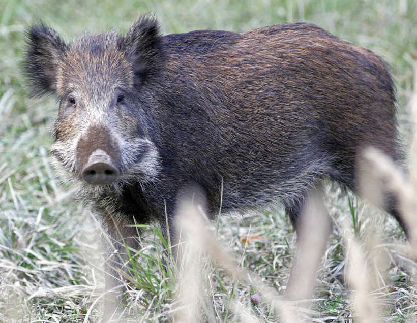 Nuclear Pigs! Researchers Say Nuke Tests Allowed Radioactive Contamination of Wild Boars