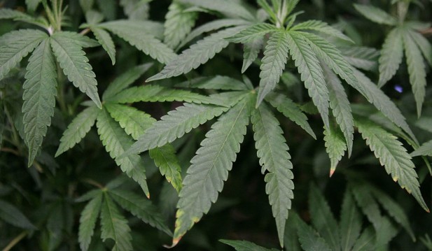 US Authorities Move Marijuana to Lower-Risk Drug Category