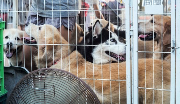 TAIWAN-LIFESTYLE-DOGS