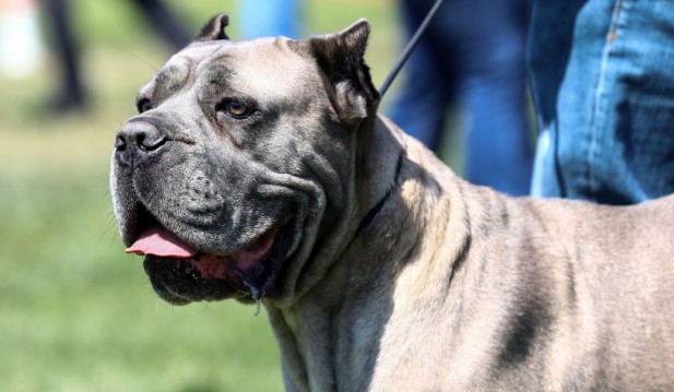 UK Bans American XL Bully Dogs; PM Rishi Sunak Describes Them as 'Danger To Communities'