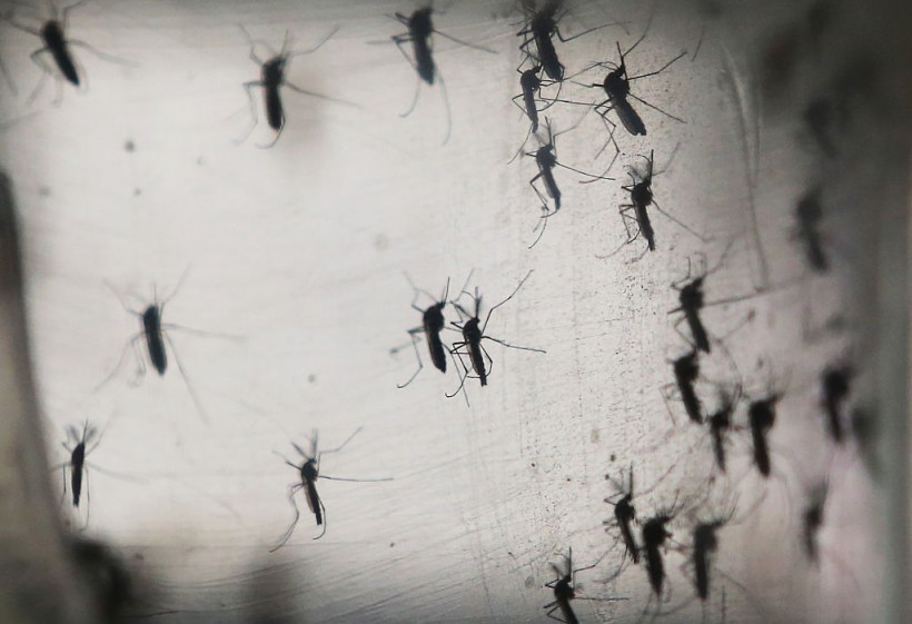 [STUDY] Zika Virus Getting More Contagious as World Becomes Hotter; Here's What Experts Suggest