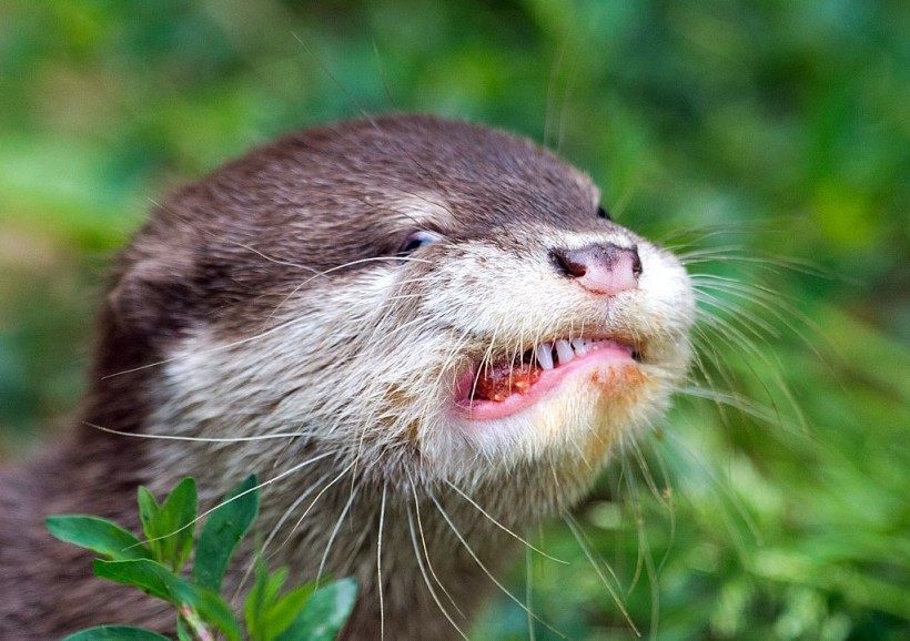 Florida: Rabid Otter Bites, Scratches Man While He Feeds Ducks—What To Know About Rabies