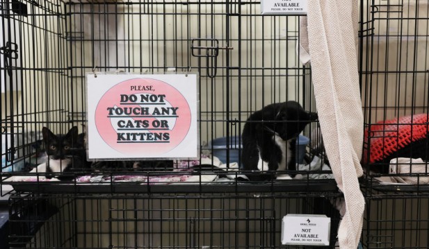 New York City Animal Shelters Over Capacity Amid Crisis In Adoptions