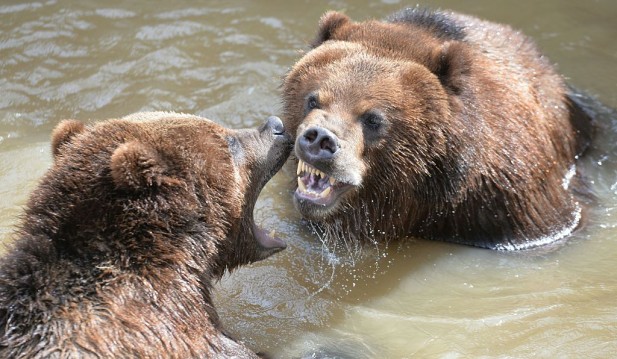 Man Escapes Surprise Run-in With Two Grizzly Bears, Narrowly Surviving With Serious Injuries