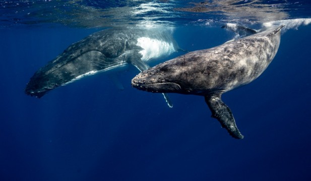 Humpback Whales Underwater