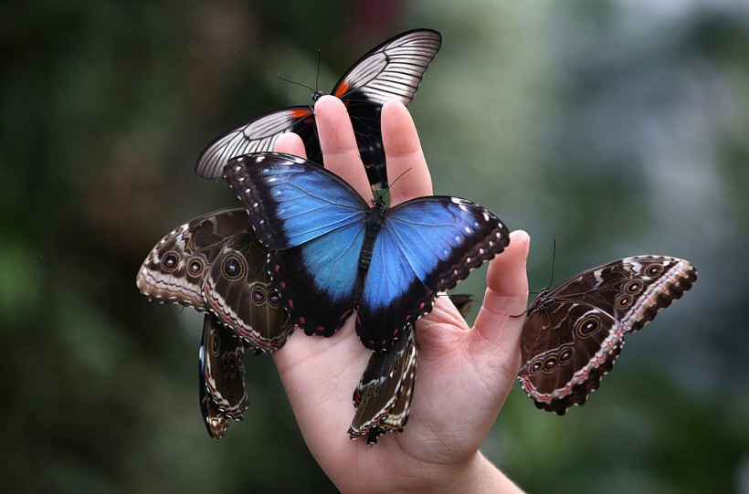 New York: Rare Butterflies Smuggler Faces 20 Years Imprisonment After Selling Protected Species Online