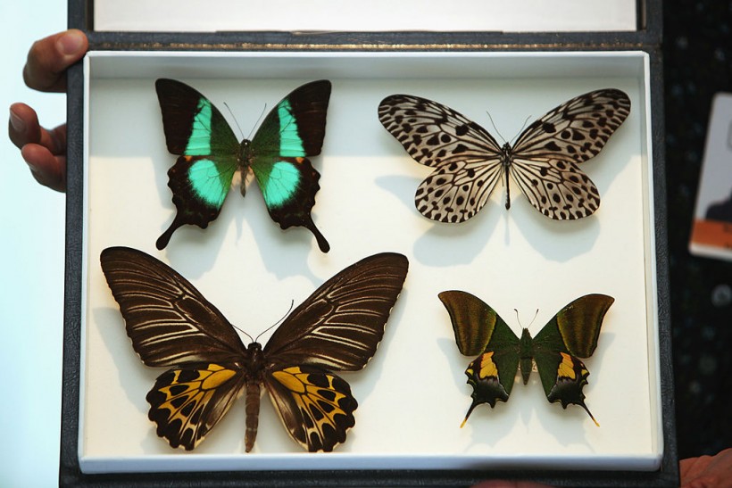 New York: Rare Butterflies Smuggler Faces 20 Years Imprisonment After Selling Protected Species Online