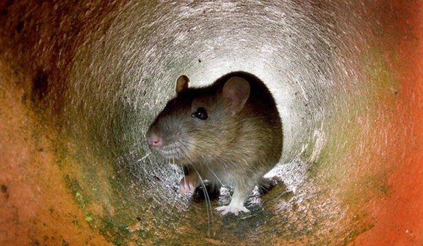 California Rat Poison Ban Extended by Gov. Gavin Newsom as Rodenticides Appear More on Other Animals