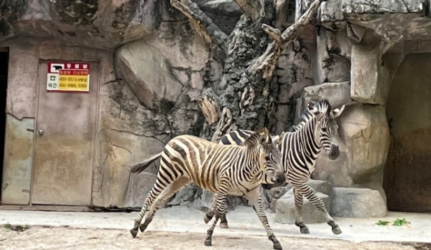 Seoul's Runaway Zebra Sero Loses Partner to Pregnancy Issues