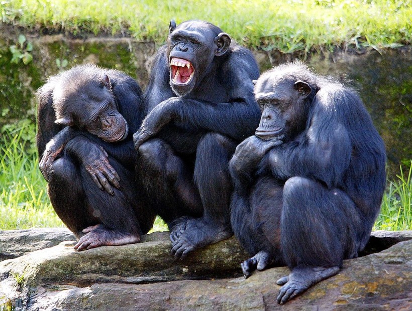 Study Claims Chimpanzees Use Military Tactics as Well—Did Chimps Copy Humans or Is It the Other Way Around?