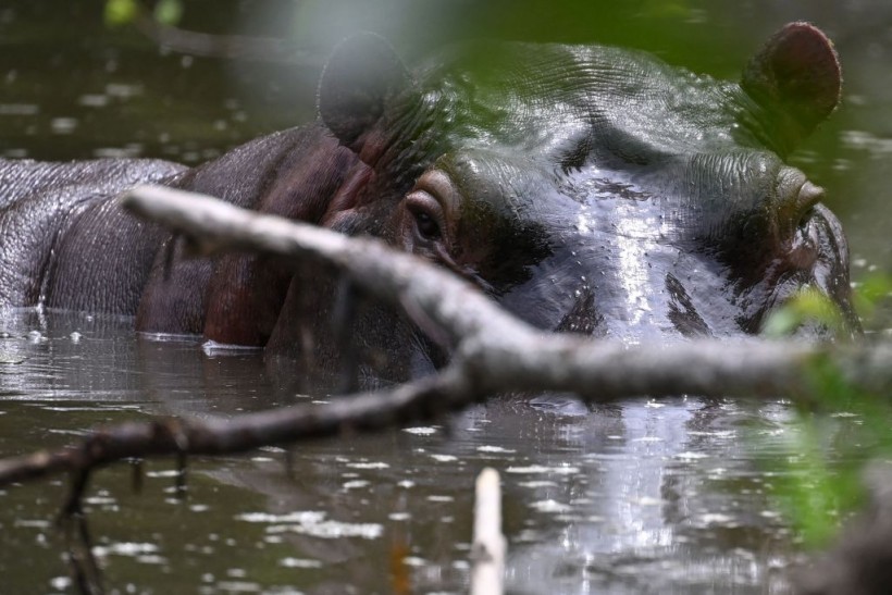 'Cocaine Hippos' Continue To Multiply as Colombian Officials Consider Sterilization, Euthanasia