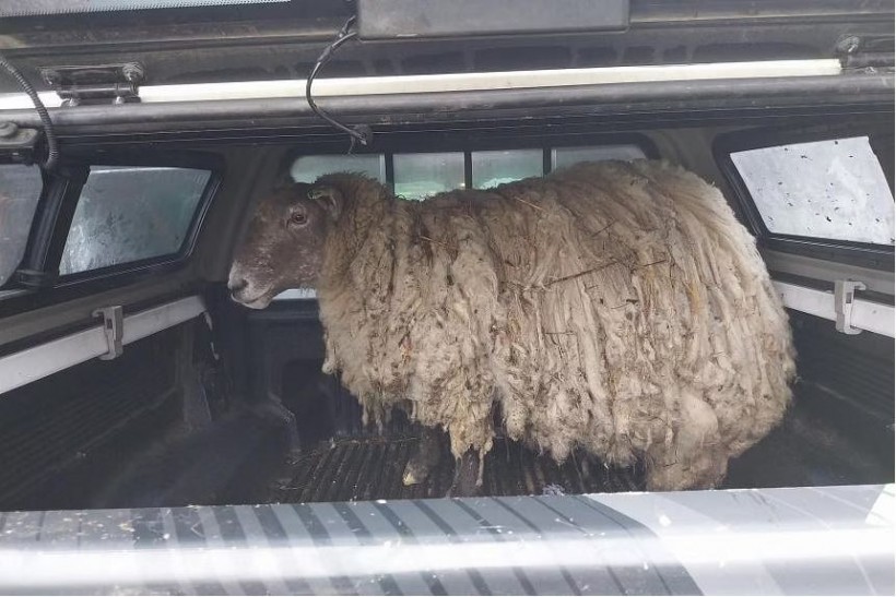 UK’s ‘Loneliest Sheep’ Rescued After Two Years of Being Stranded Off a Cliff