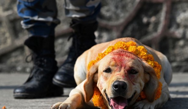 Nepal Hindu Festival 2023: Dogs Pampered as Part of Celebration—Here's Why