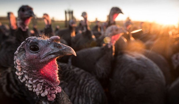 Thanksgiving will be More Stressful This Year, According to Psychologist