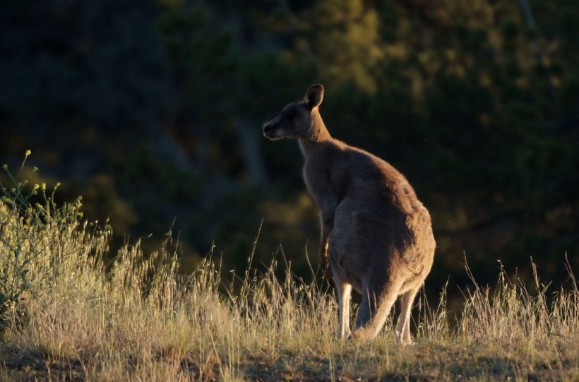 Canberra Liberals Pledge To Review Annual Kangaroo Cull