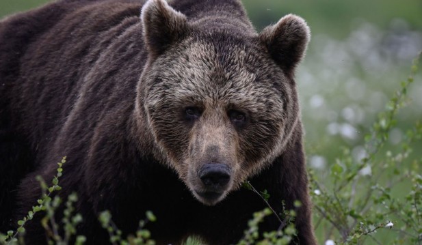 Japan Bear Attacks Alarmingly Increase Due to Hibernation Delays—What's Causing Them to Stay Awake Even in Winter?