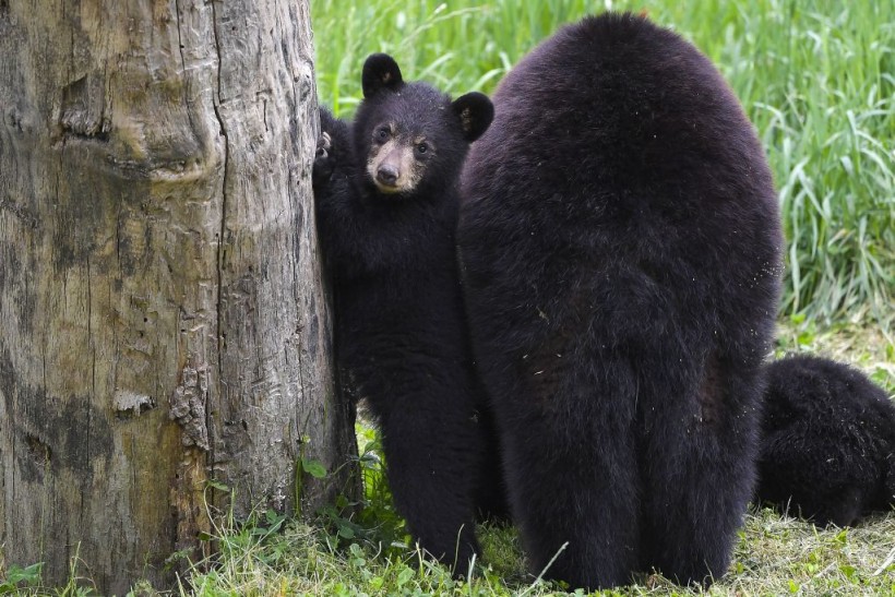 Japan Bear Attacks Alarmingly Increase Due to Hibernation Delays—What's Causing Them to Stay Awake Even in Winter?