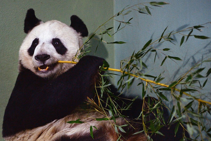 Giant Pandas Tian Tian And Yang Guang Ahead Of The 2014 Breeding Season