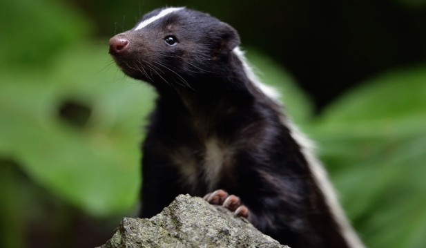 Michigan Health Officials Warn of Rabies Spread Among Skunks After Breeder Tests Positive