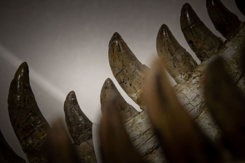 Ancient Sea Monster: UK Paleontologists Discover Skull of Pliosaur on Jurassic Coast