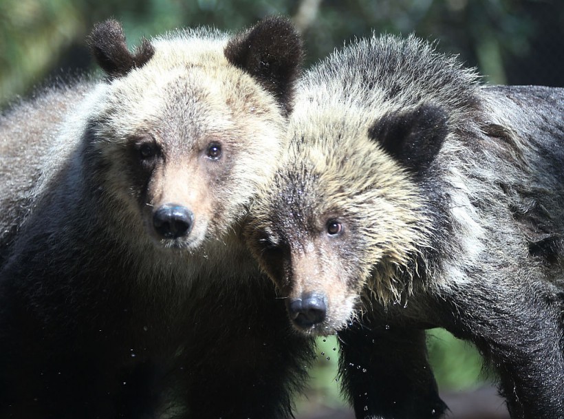 Florida's New Bill to Allow Killing Bears for Self-Defense, Property Protection; Wildlife Advocates Claim It Isn't Necessary