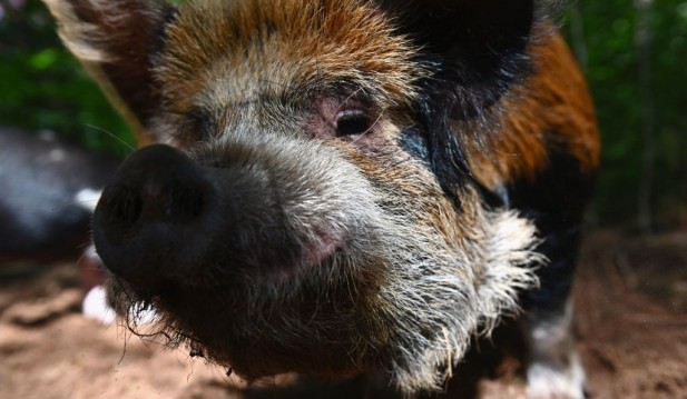 Swine-vasion from the North: How Canadian 'Super Pigs' May Affect US Crops