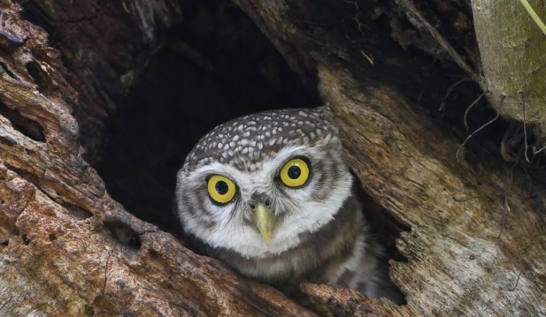 USFWS Offers Grim Proposal to Save Endangered Owls; How Will Killing Barred Owls Save Other Species?