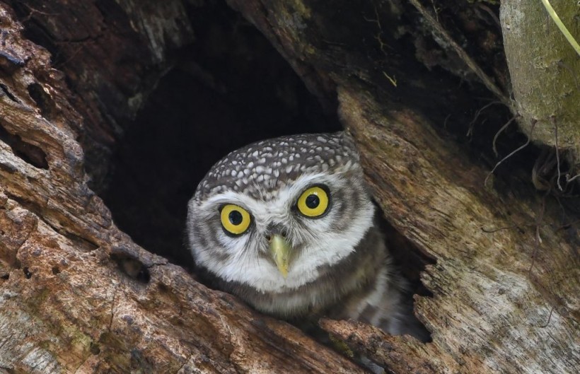 USFWS Offers Grim Proposal to Save Endangered Owls; How Will Killing Barred Owls Save Other Species?