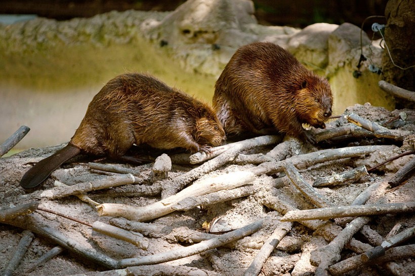 Beavers Concern Scientists as They Could Worsen Climate Crisis by Driving Methane Release