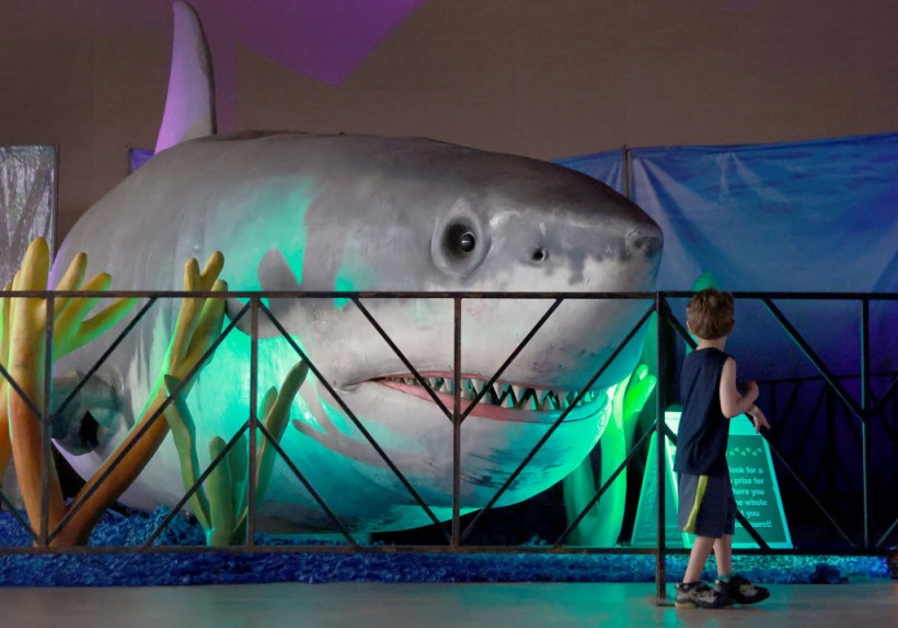 More Accurate Megalodon Depiction Shared by Scientists—Could Be Slimmer, Weaker Than Great White Sharks