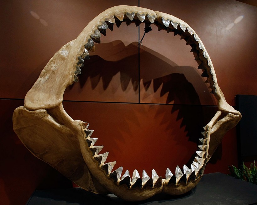 More Accurate Megalodon Depiction Shared by Scientists—Could Be Slimmer, Weaker Than Great White Sharks