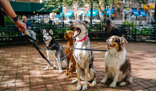 Pet Lover Side Hustle 2024: What To Know About Pet Sitting, Dog Walking—To DOs Before Starting